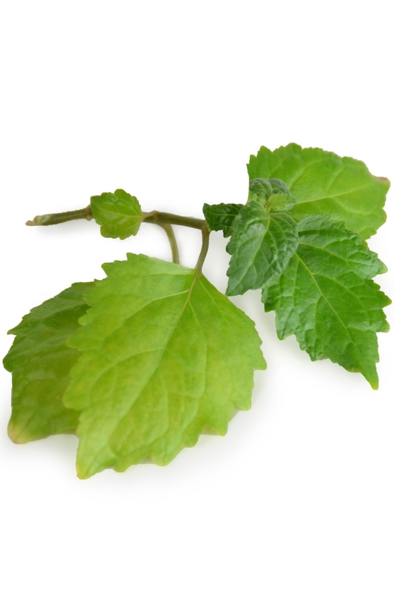 Patchouli Imperial от Christian