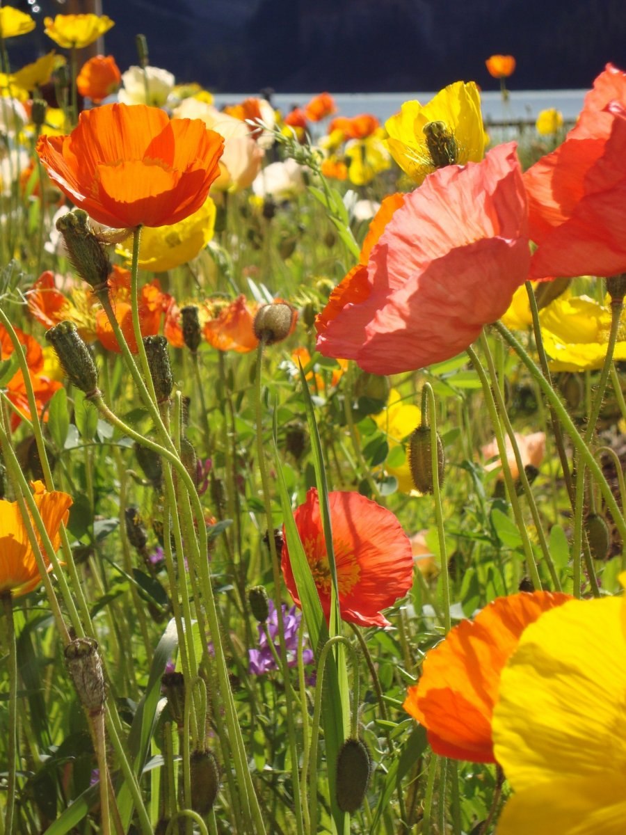 Мак уэлпола Papaver walpolei