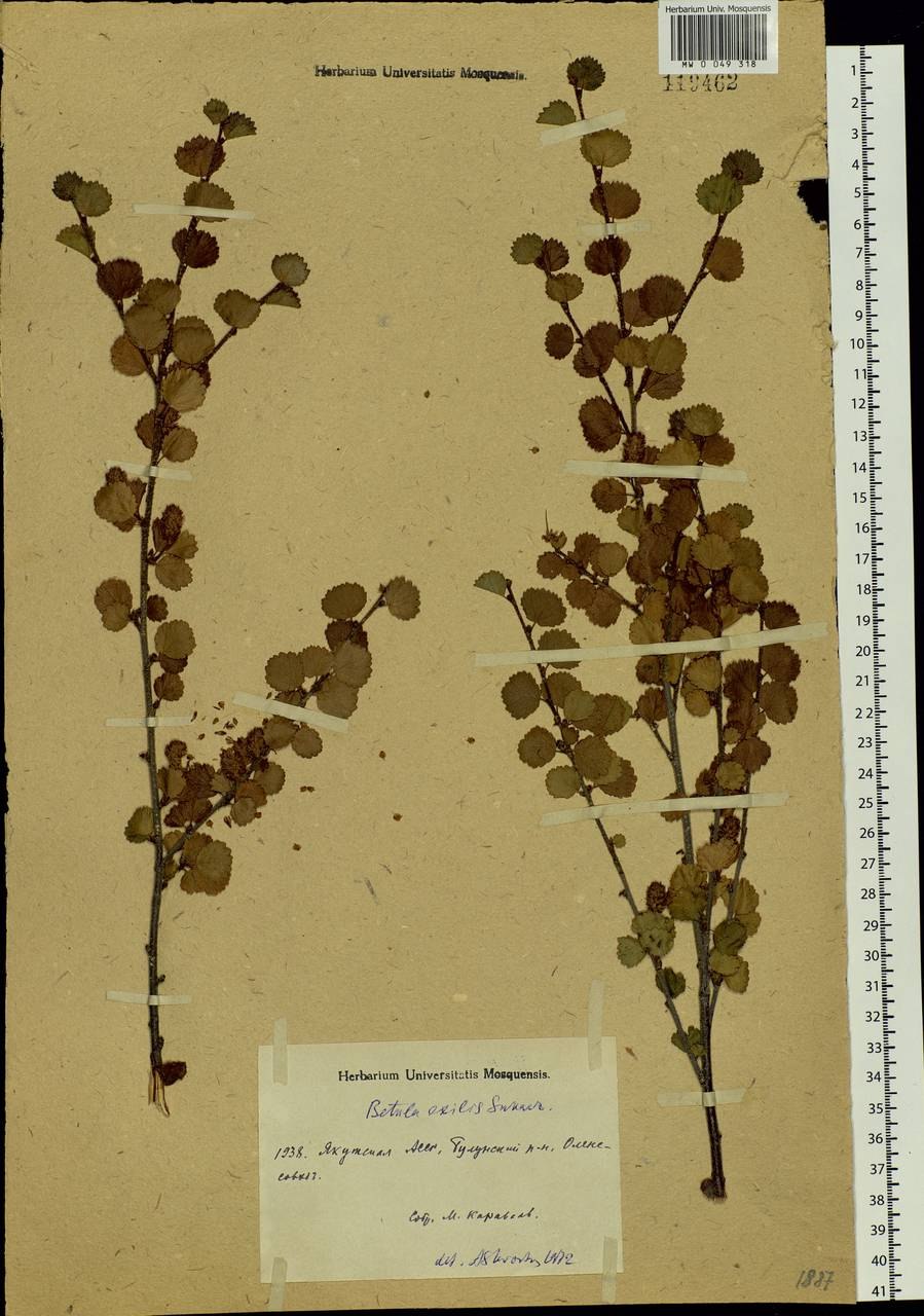 Березовая роща береза повислая