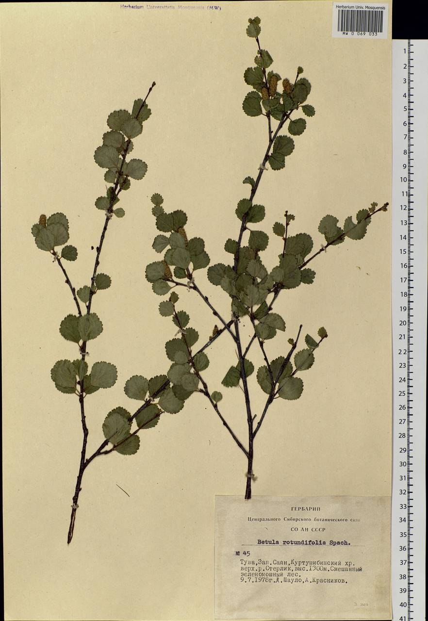 Береза Шмидта Betula schmidtii