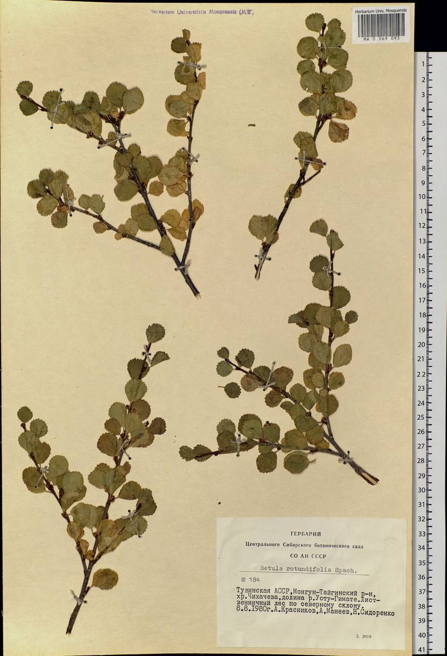 Береза круглолистная