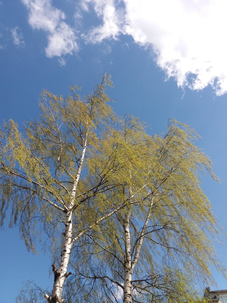 Берёза железистая