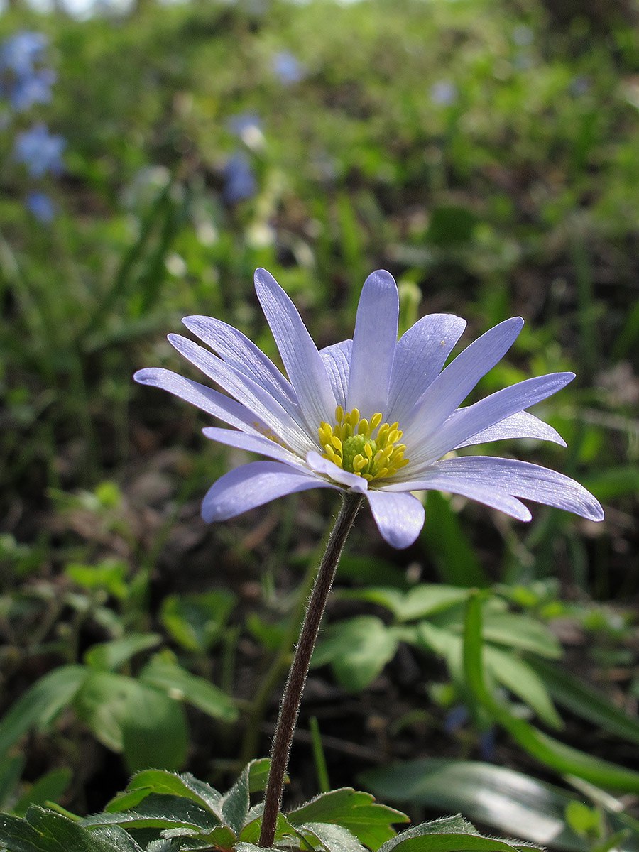 Анемона (ветреница) нежная