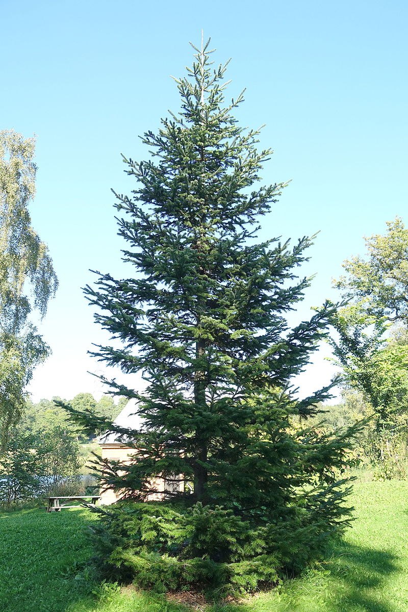 Пихта Нордмана саженцы