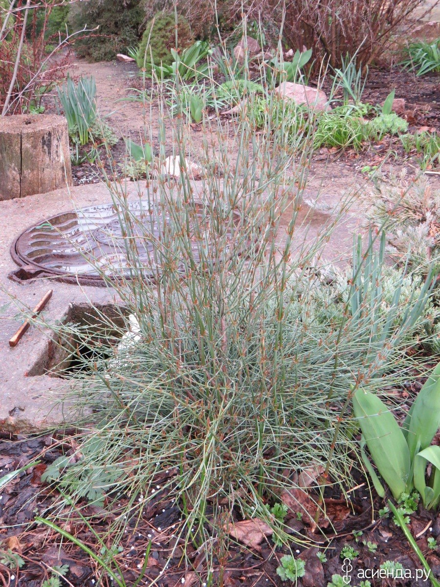 Эфедра промежуточная