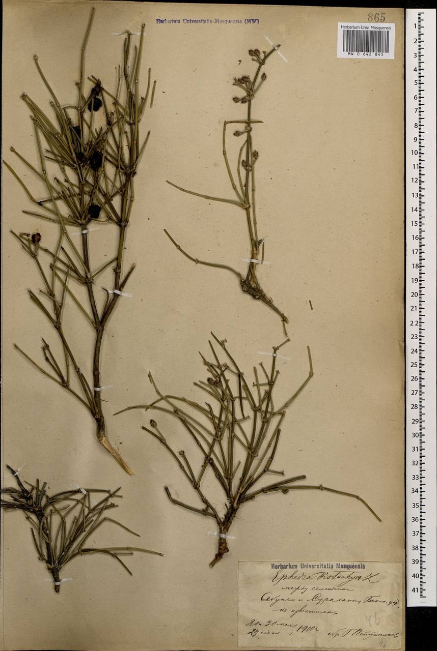 Хвойник федченко