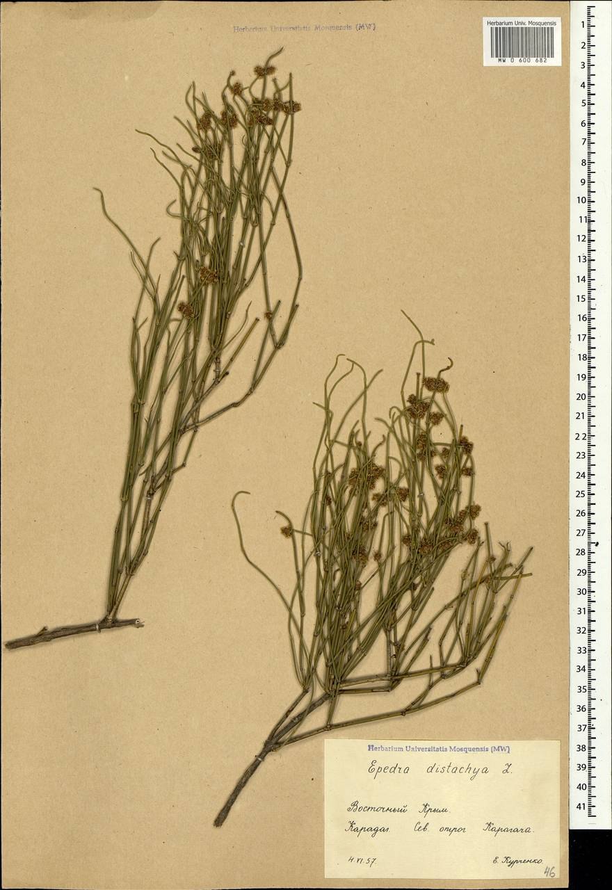 Эфедра двухколосковая