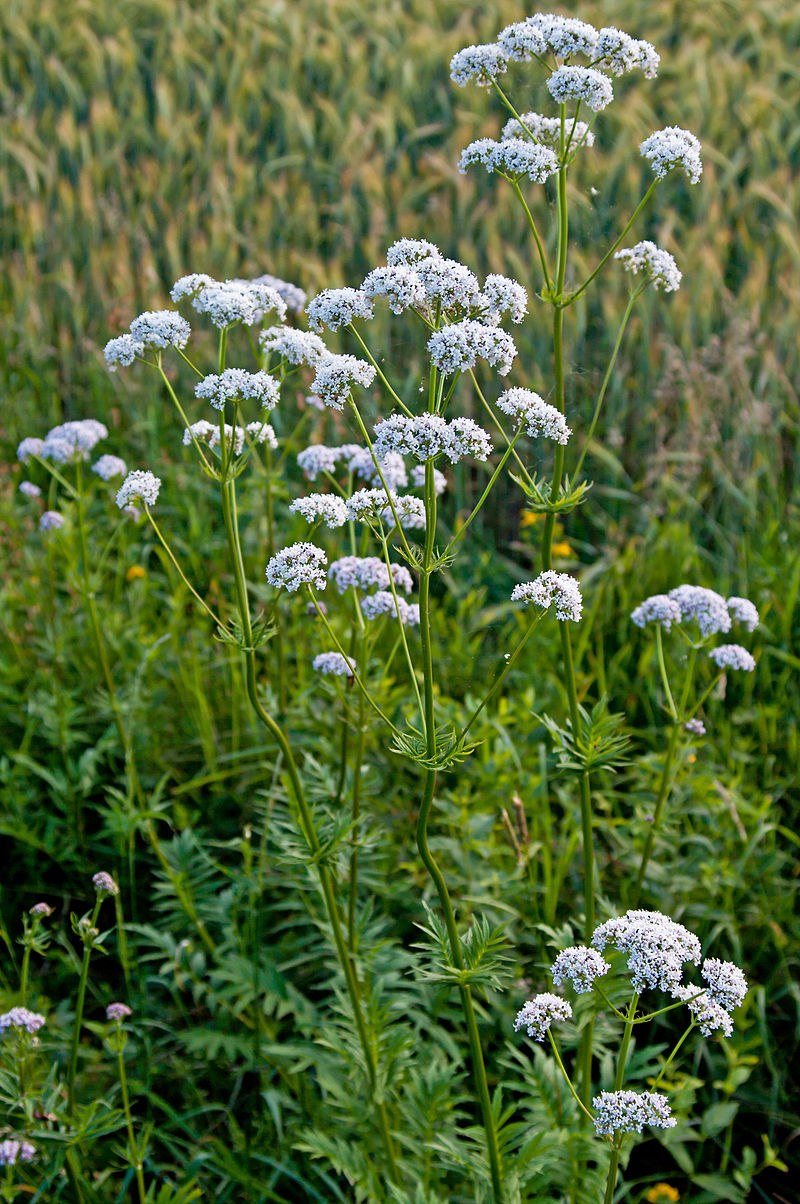 Valeriana officinalis l.