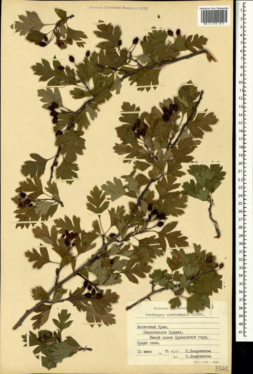 Боярышник перистонадрезанный гербарий
