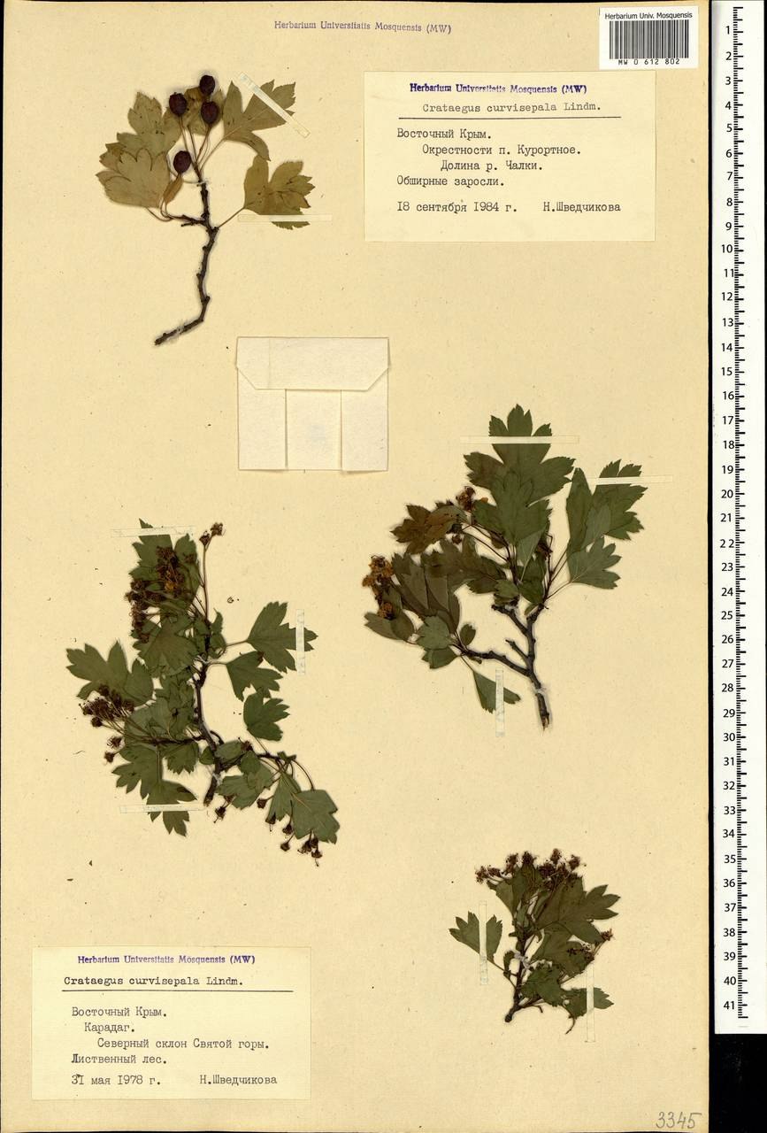 Crataegus laevigata (oxyacantha)