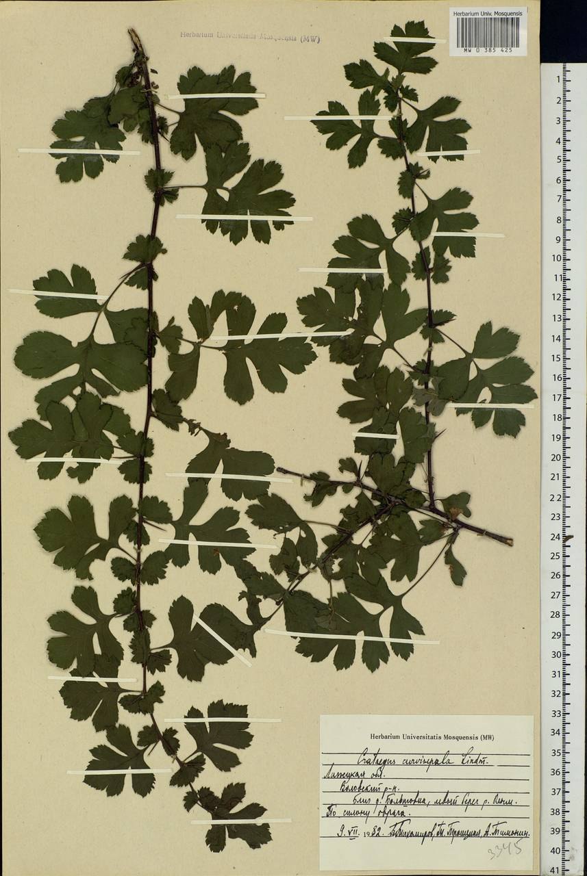 Боярышник отогнуточашелистиковый гербарий