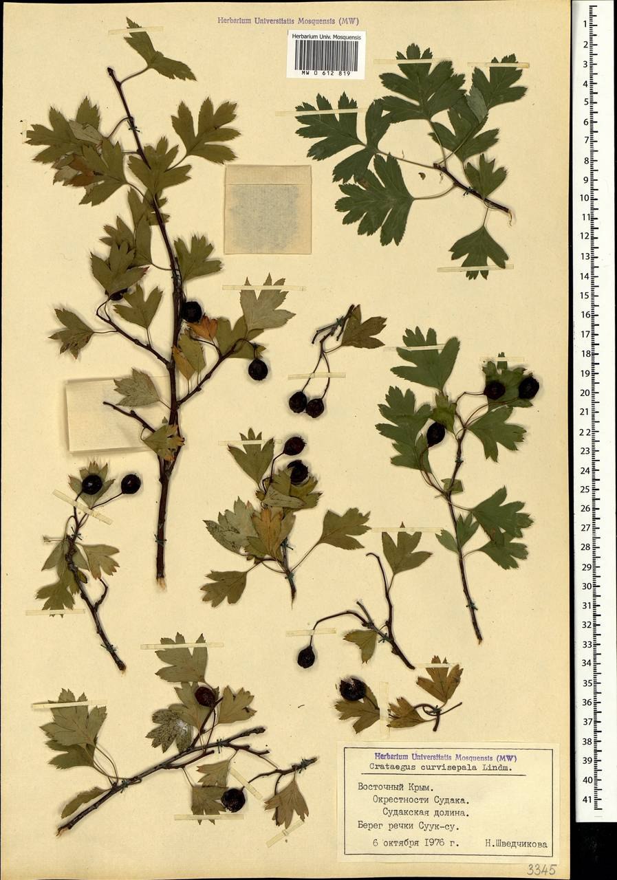 Crataegus monogyna гербарий