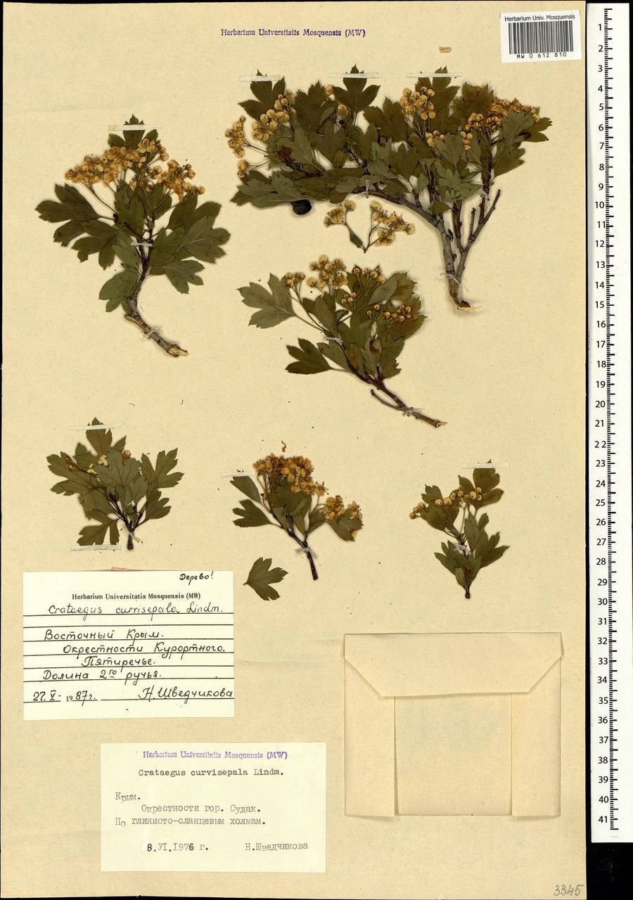 Crataegus curvisepala