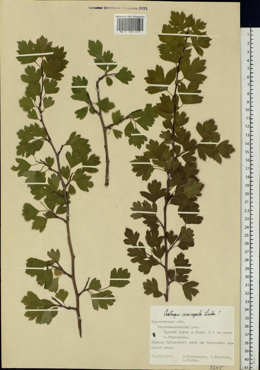 Боярышник отогнуточашелистиковый гербарий