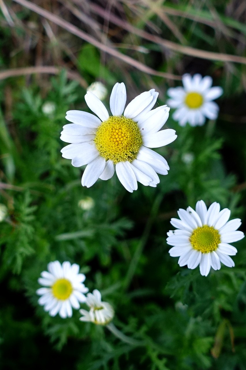 Пупавка красильная (Anthemis tinctoria)