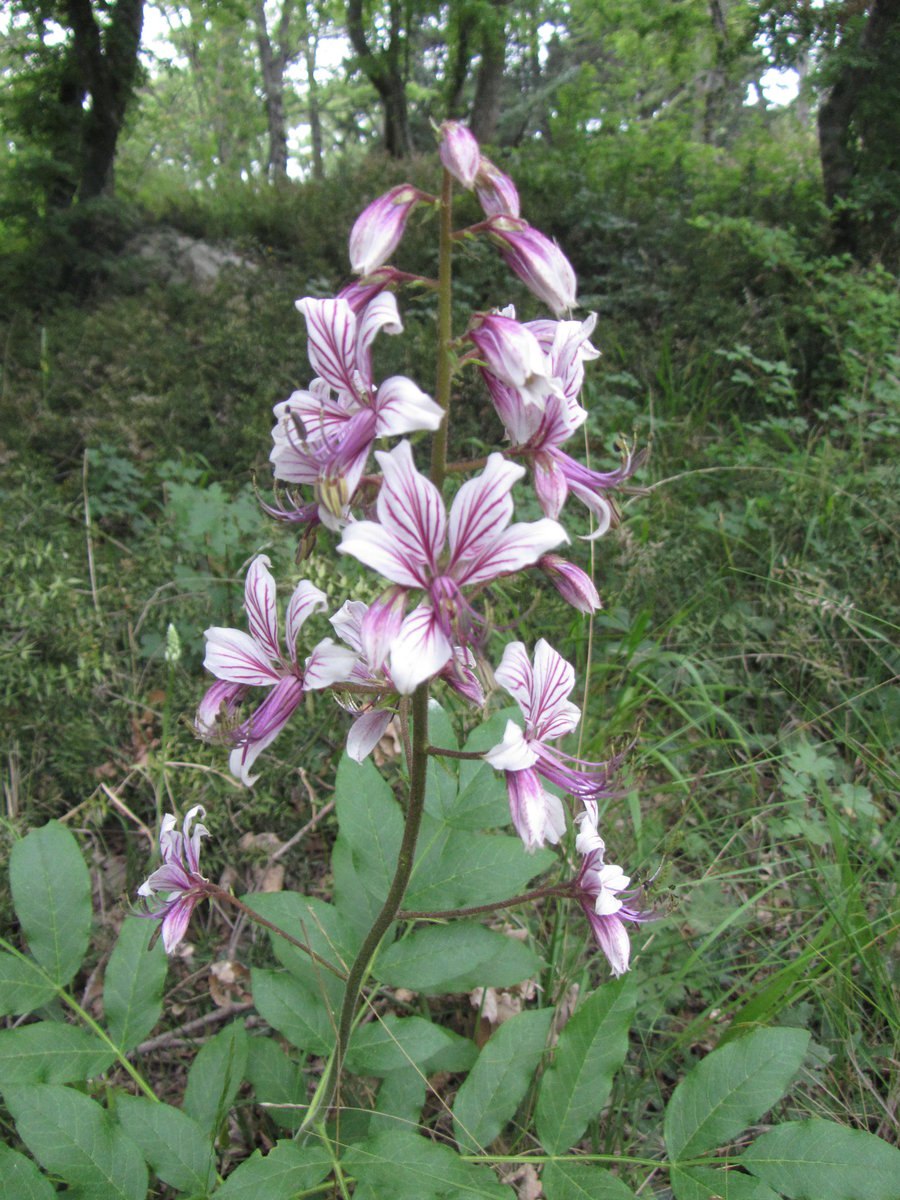 Ясенец голостолбиковый