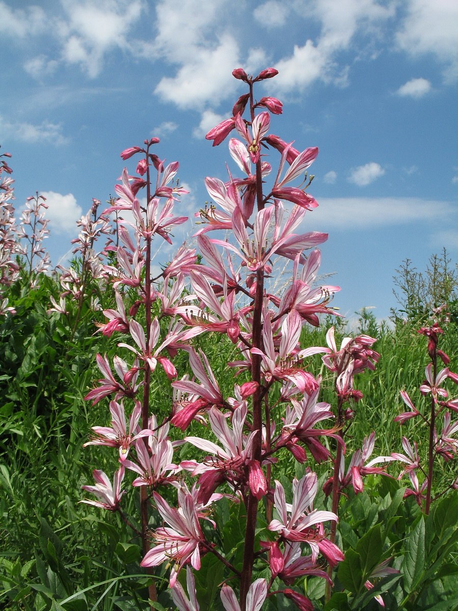 Ясенец голостолбиковый