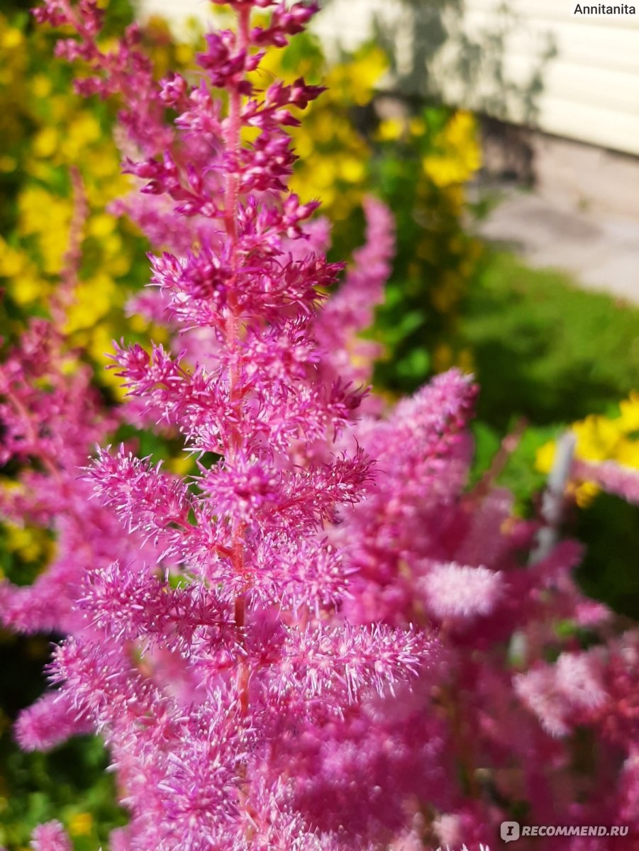 Астильба тунберга