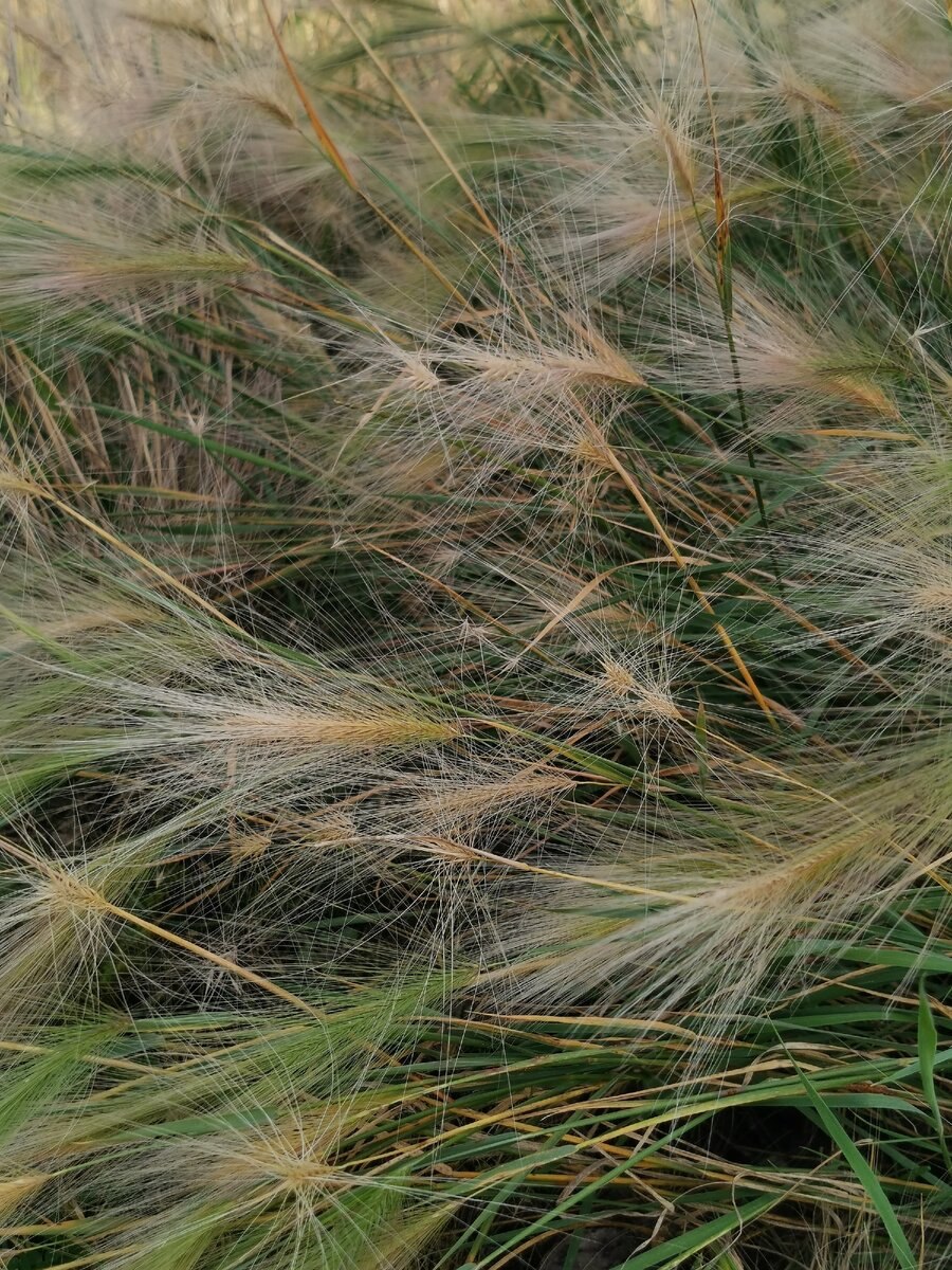 Ковыль перистый (Stipa pennata)