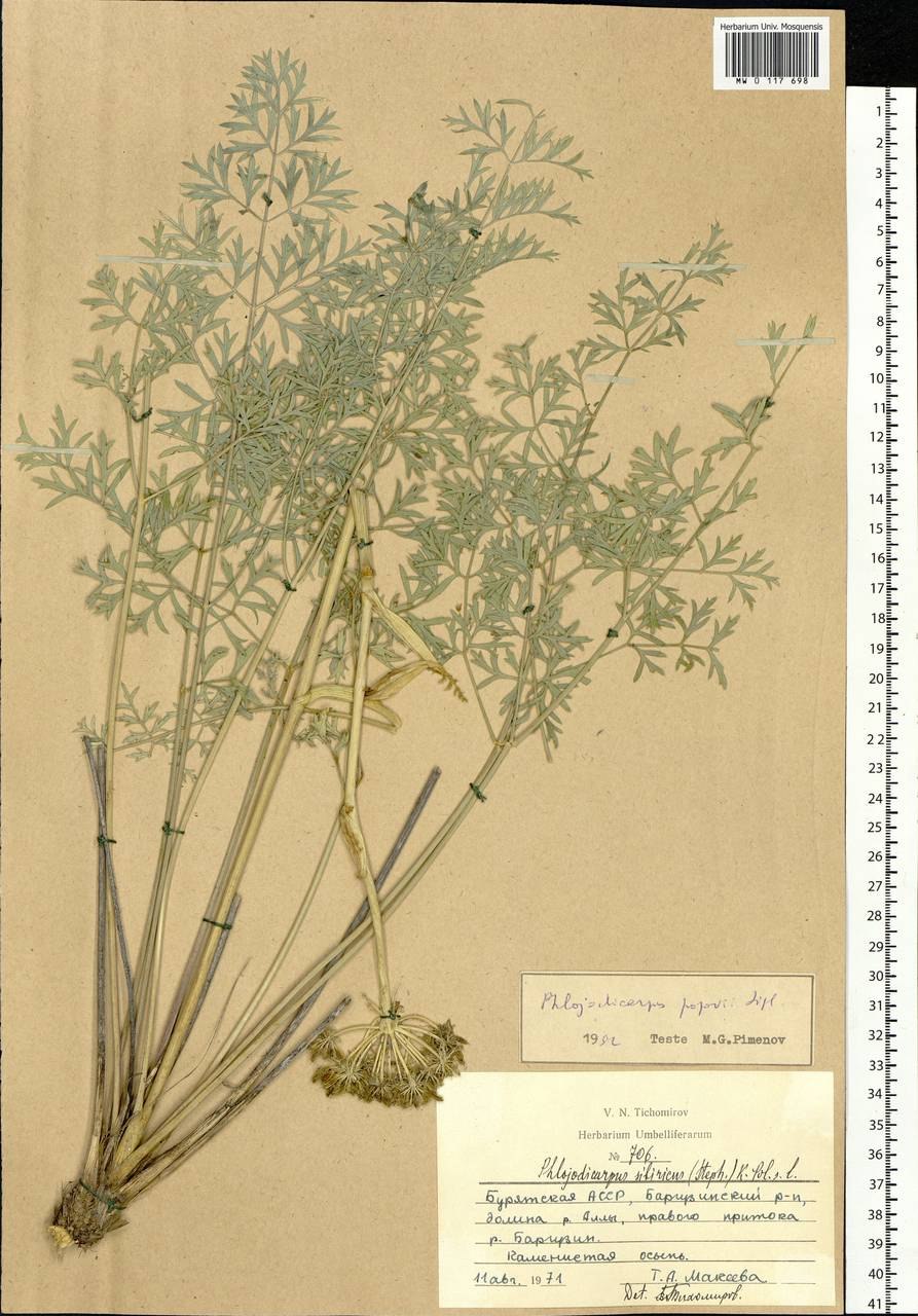 Корневища и корни вздутоплодника Сибирского