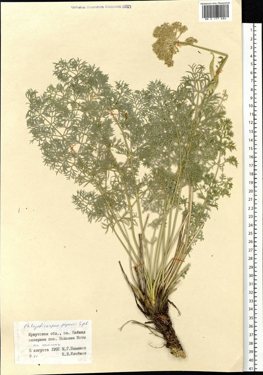 Phlojodicarpus villosus (Turcz. Ex Fisch. Et Mey.) Ledeb. – Вздутоплодник мохнатый,