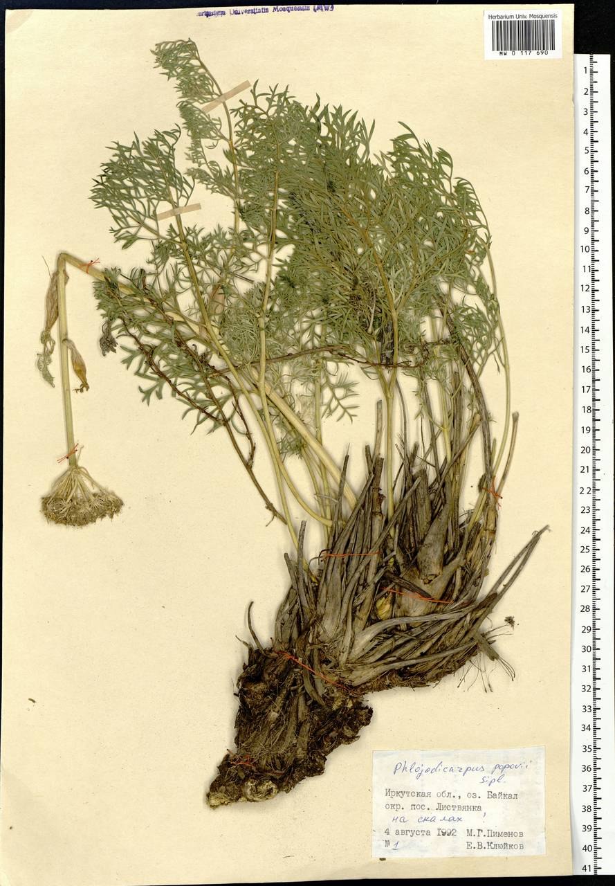 Вздутоплодник Сибирский корневища