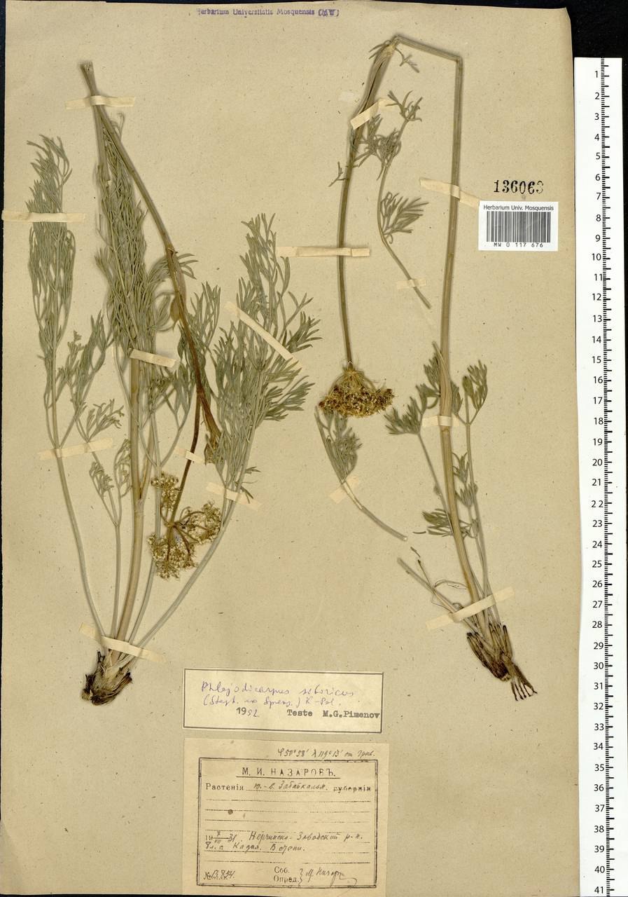 Вздутоплодник Сибирский Фармакогнозия