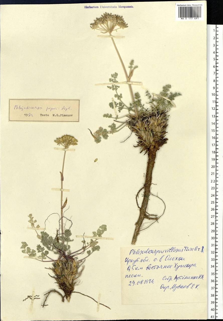 Вздутоплодник Сибирский гербарий