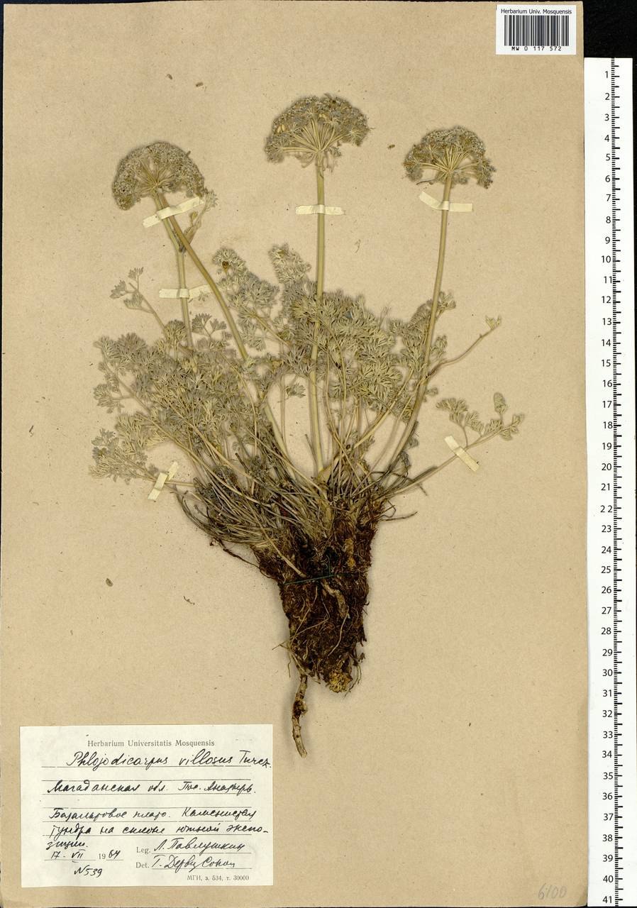 Вздутоплодник Сибирский Фармакогнозия