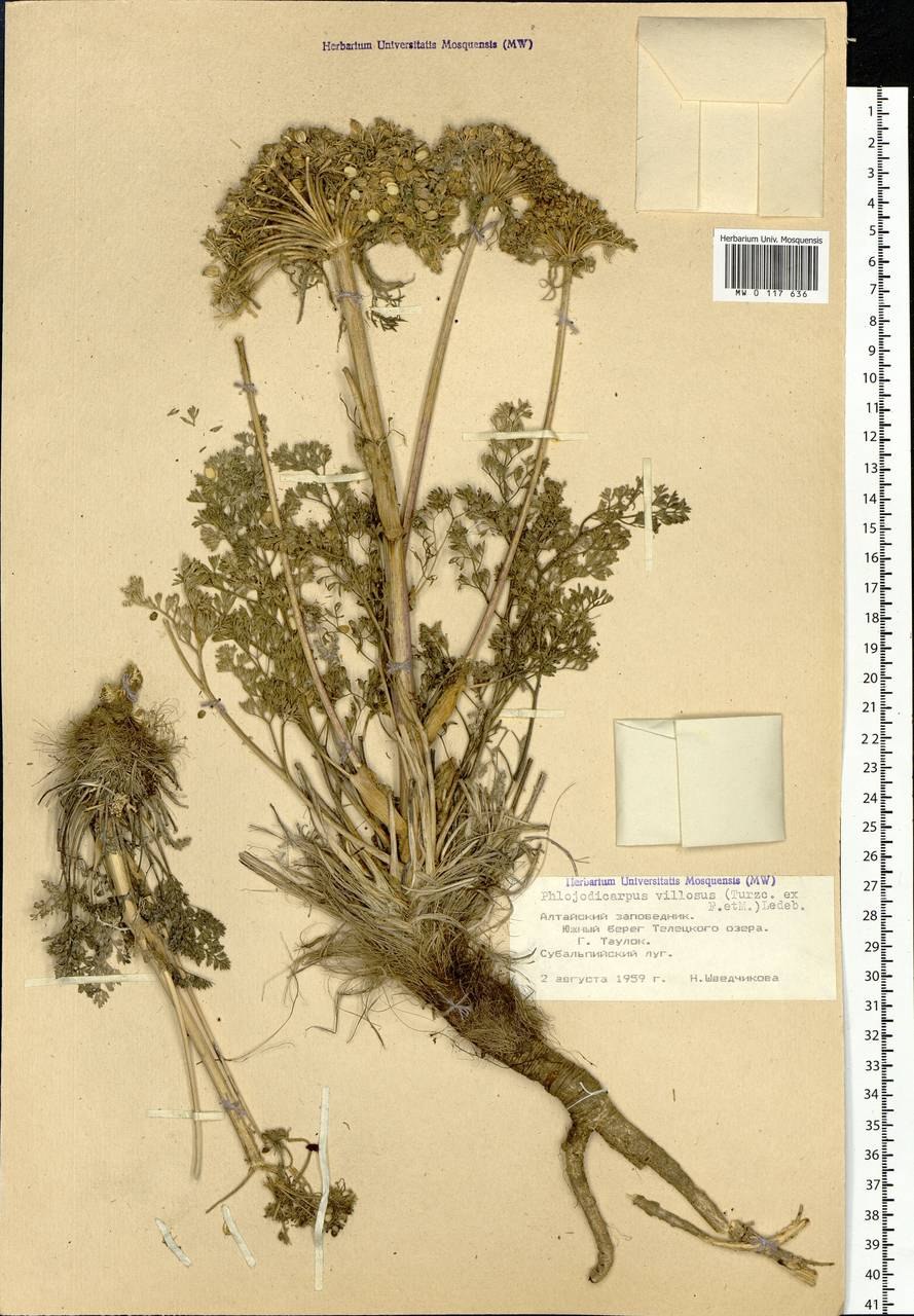 Вздутоплодник Сибирский сырье