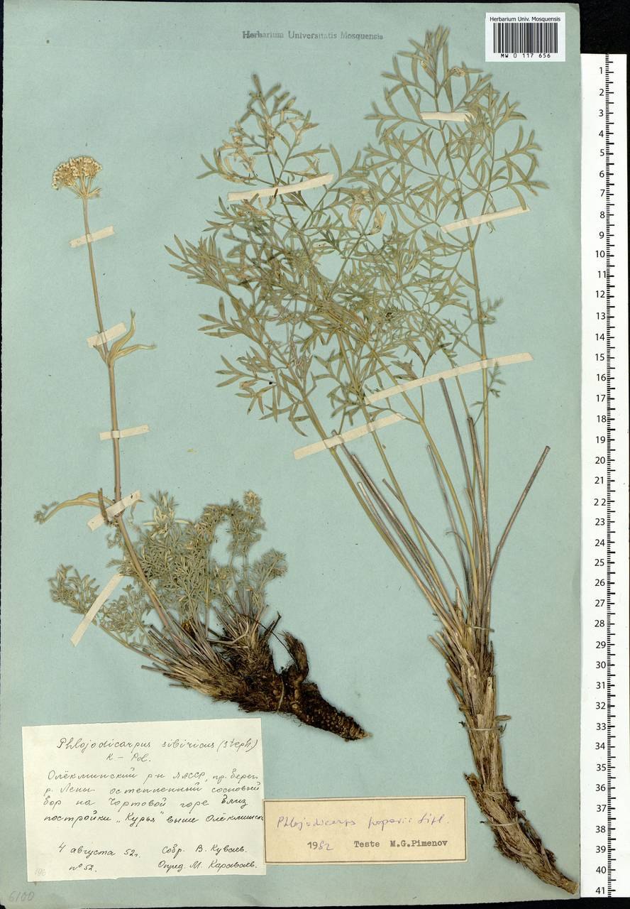 Вздутоплодник Сибирский рисунок