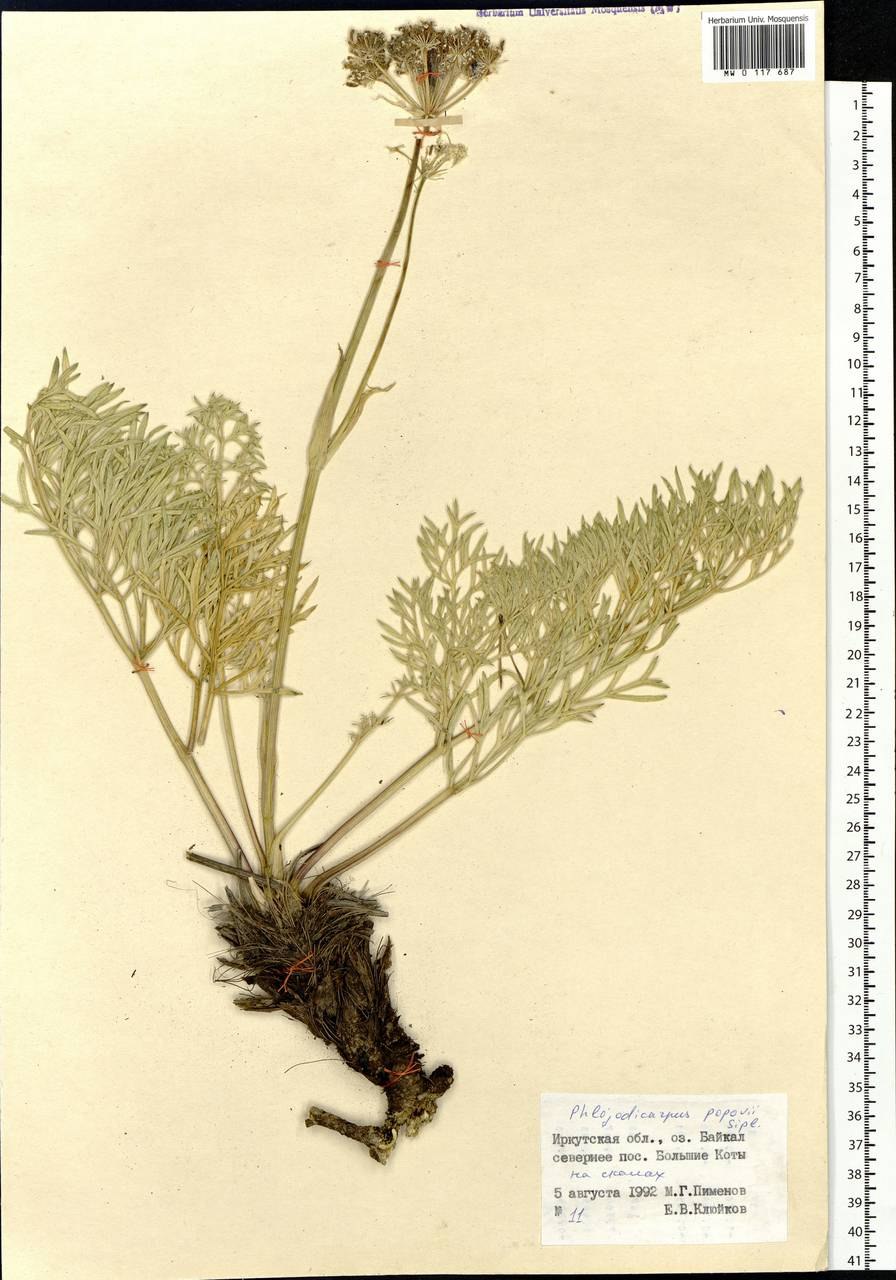 Патриния каменистая