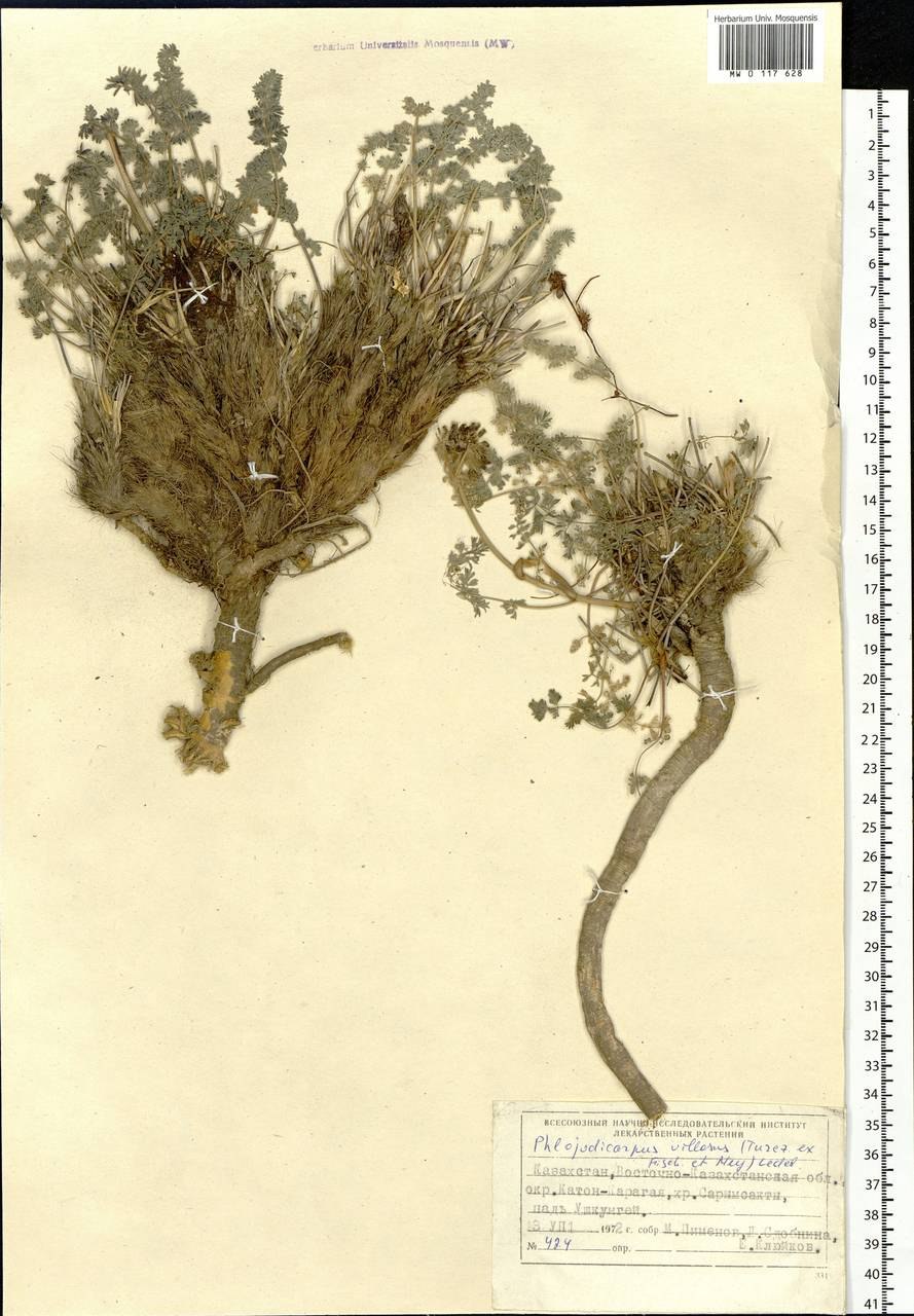 Патриния Сибирская