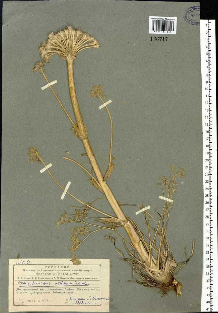 Вздутоплодник Сибирский трава обыкновенная