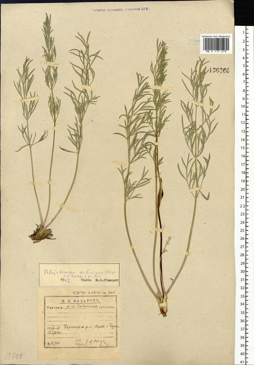 Горичник Морисона Peucedanum morisonii