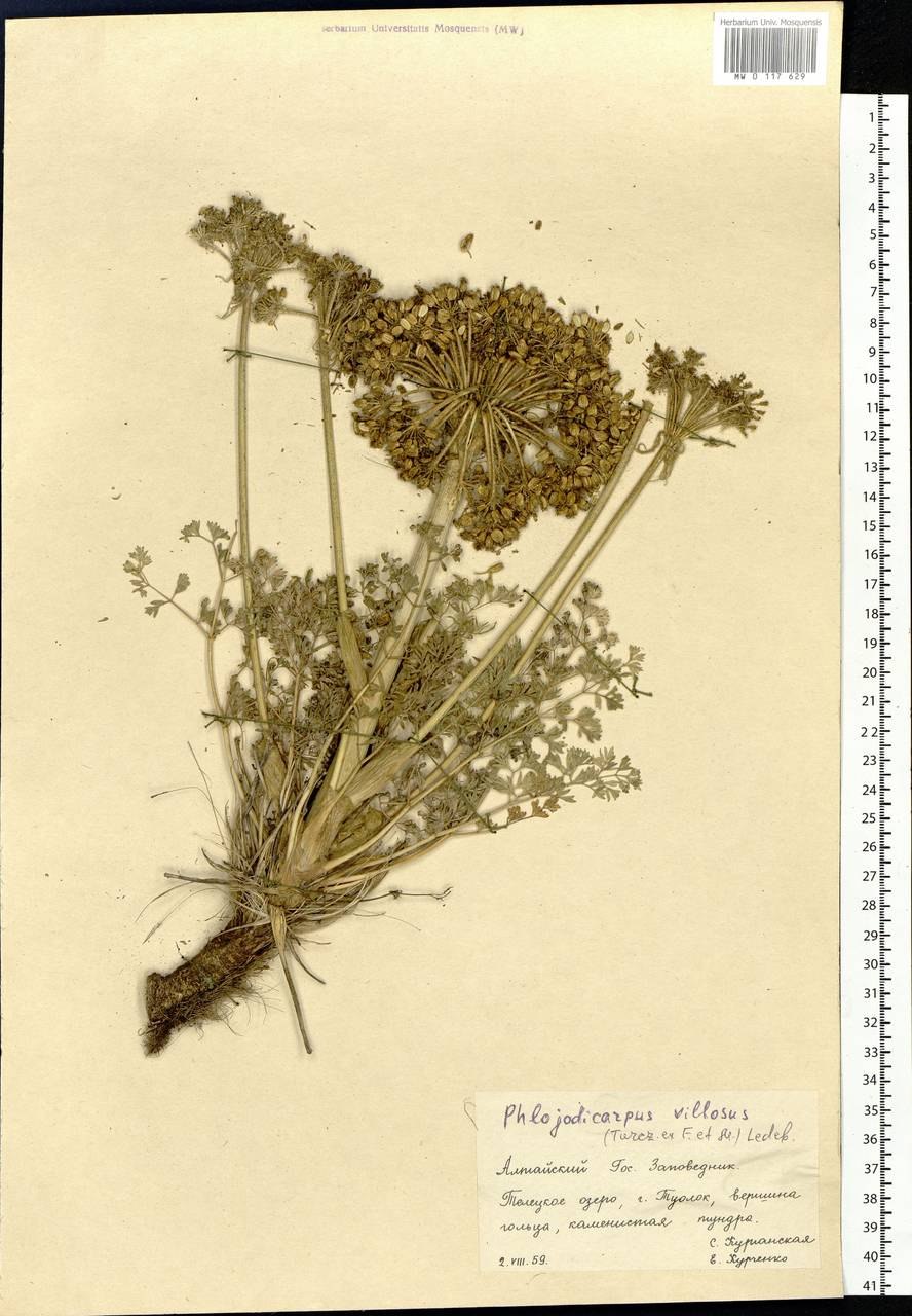 Вздутоплодник Сибирский Алтай