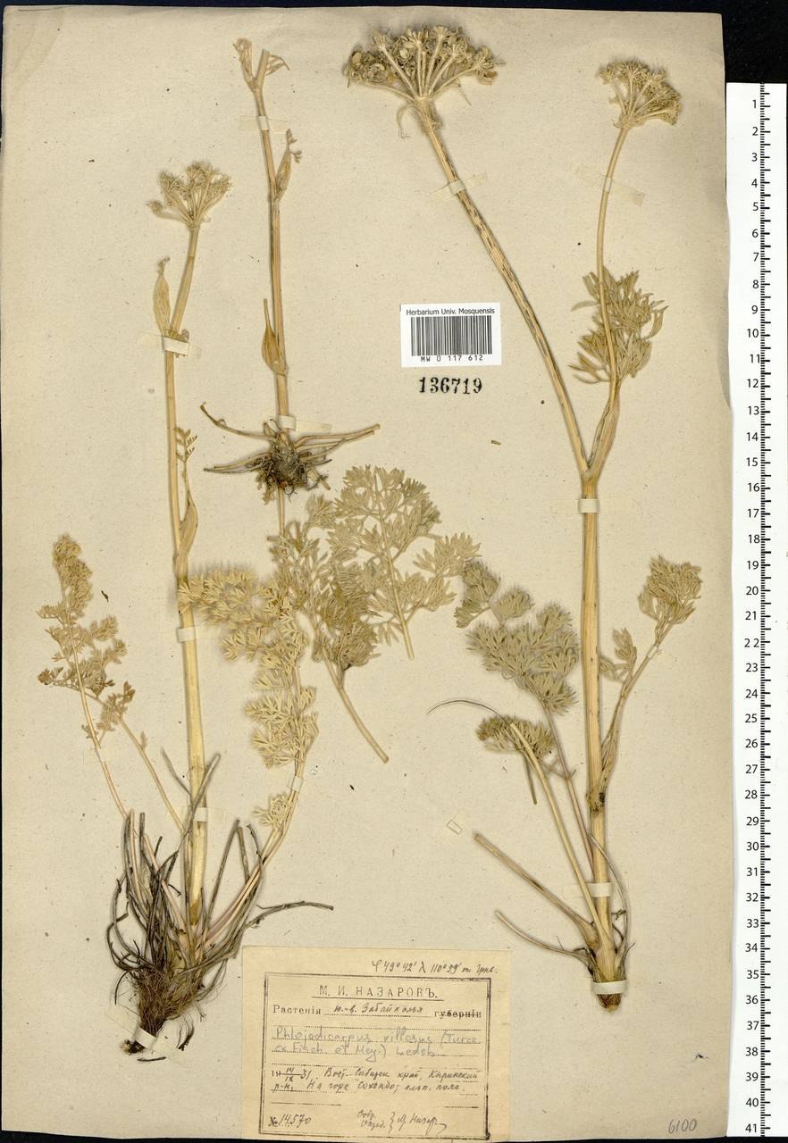 Вздутоплодник Сибирский сырье