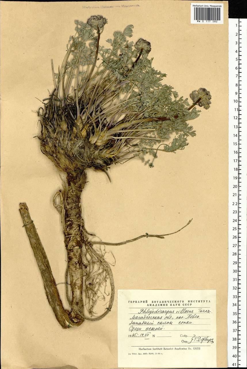 Вздутоплодник Сибирский Фармакогнозия