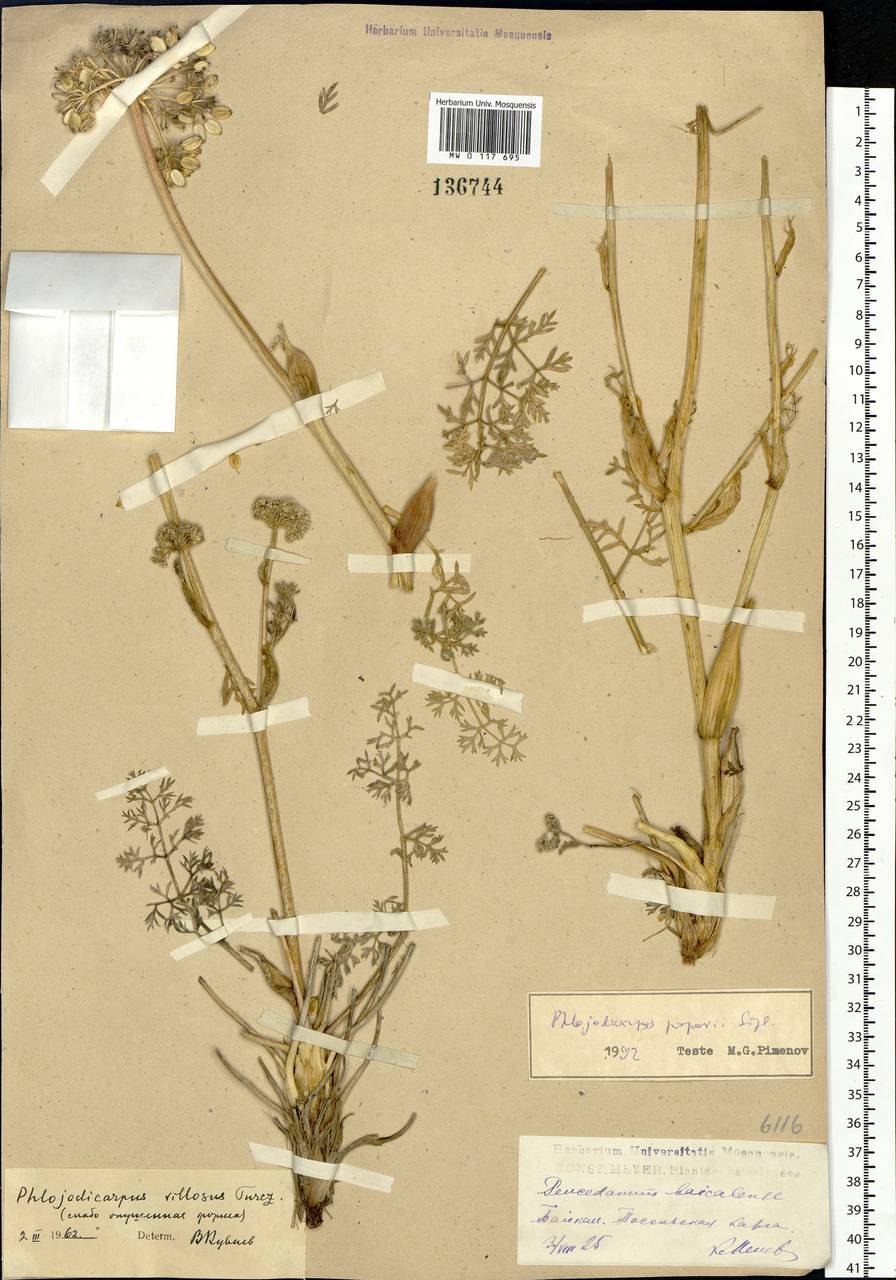 Вздутоплодник Сибирский Волчья трава