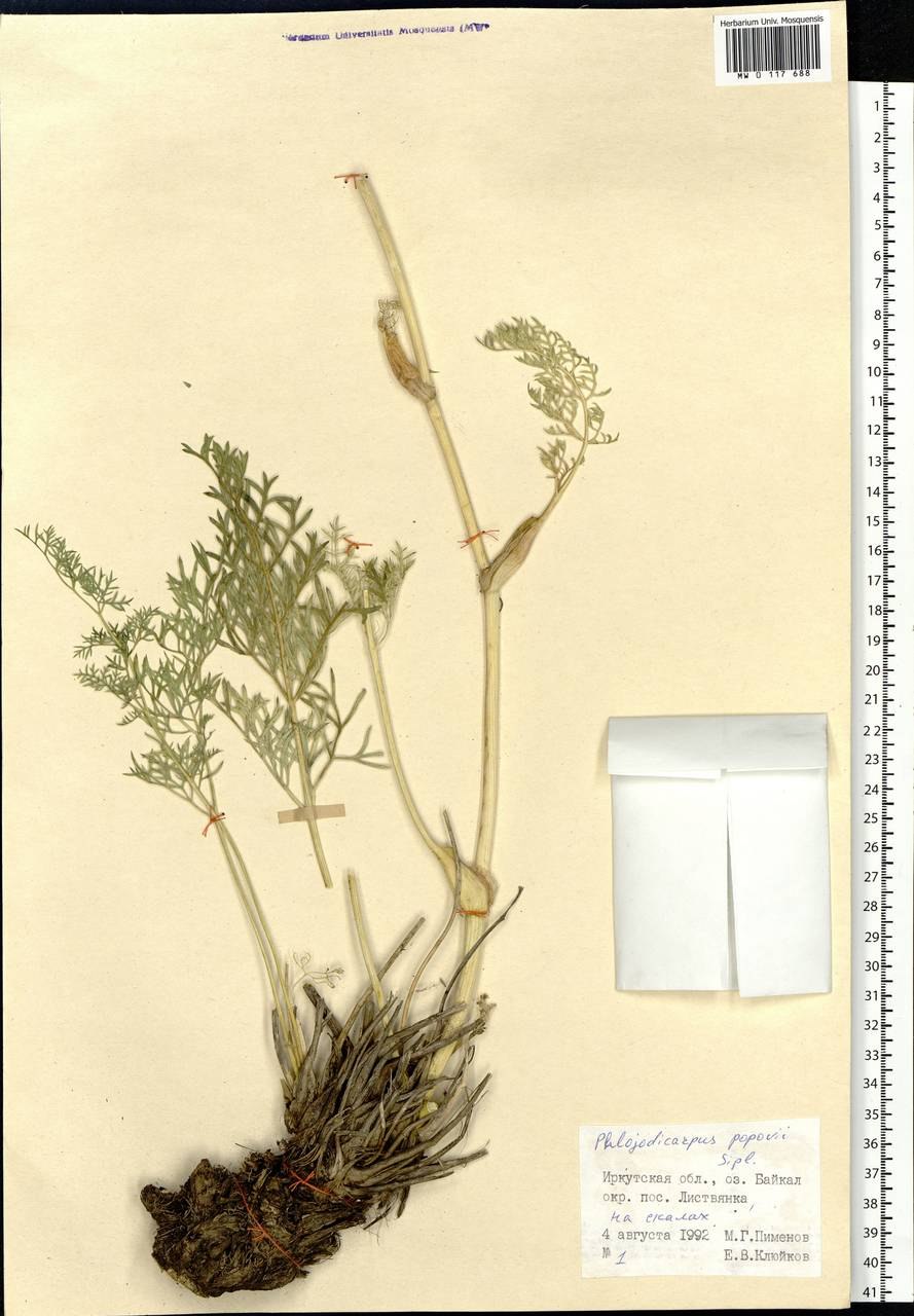 Вздутоплодник Сибирский гербарий