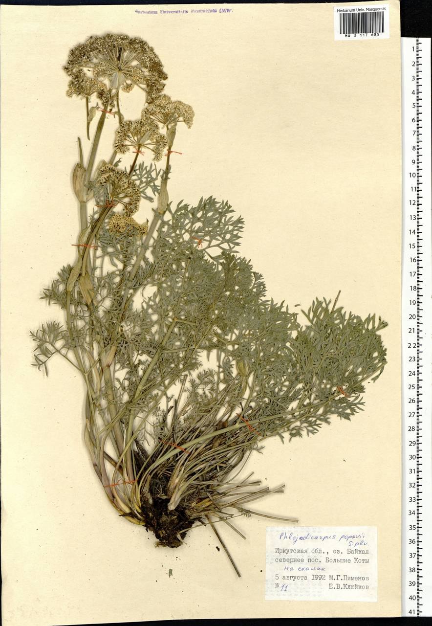 Вздутоплодник сибирский