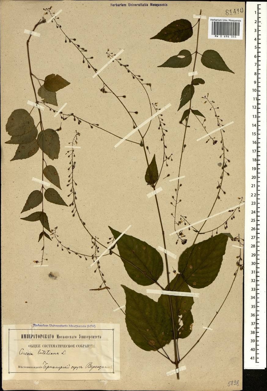 Бровник одноклубневый