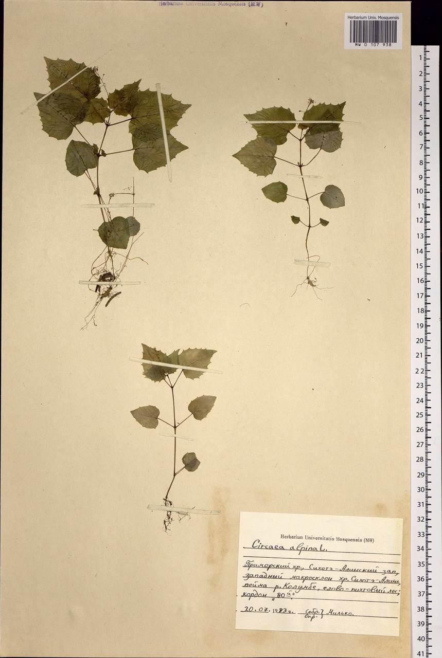 Двулепестник