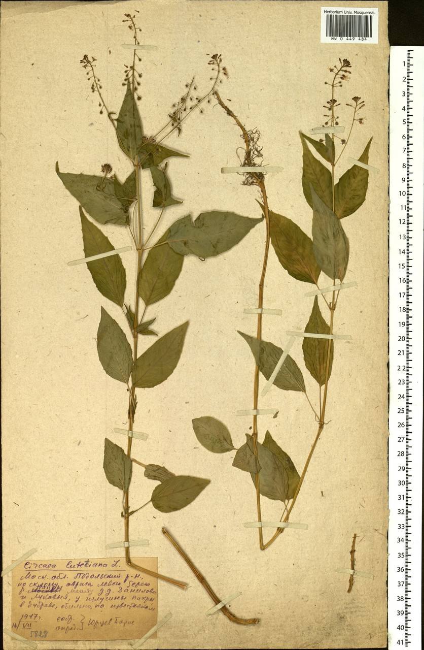 Мятлик Альпийский