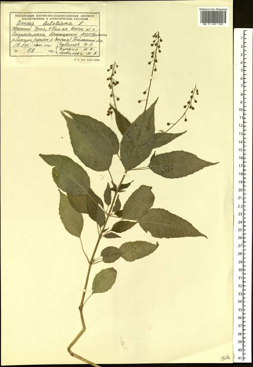 Репешок волосистый