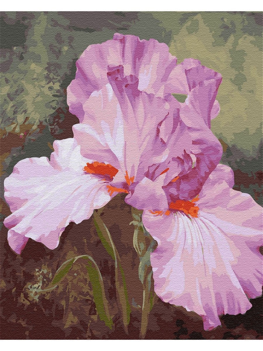 Ирис Брайт Уайт