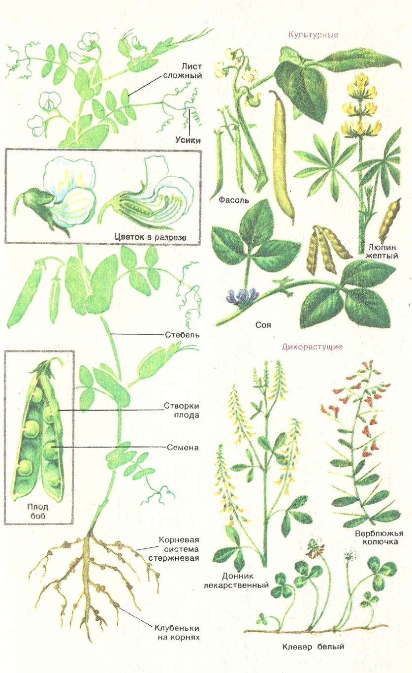 Формула цветка мотыльковых