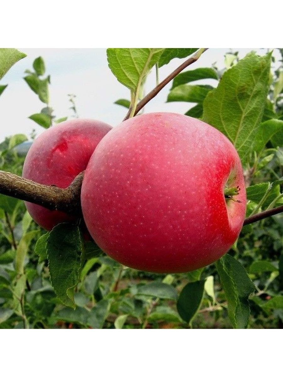 Яблоня низкая