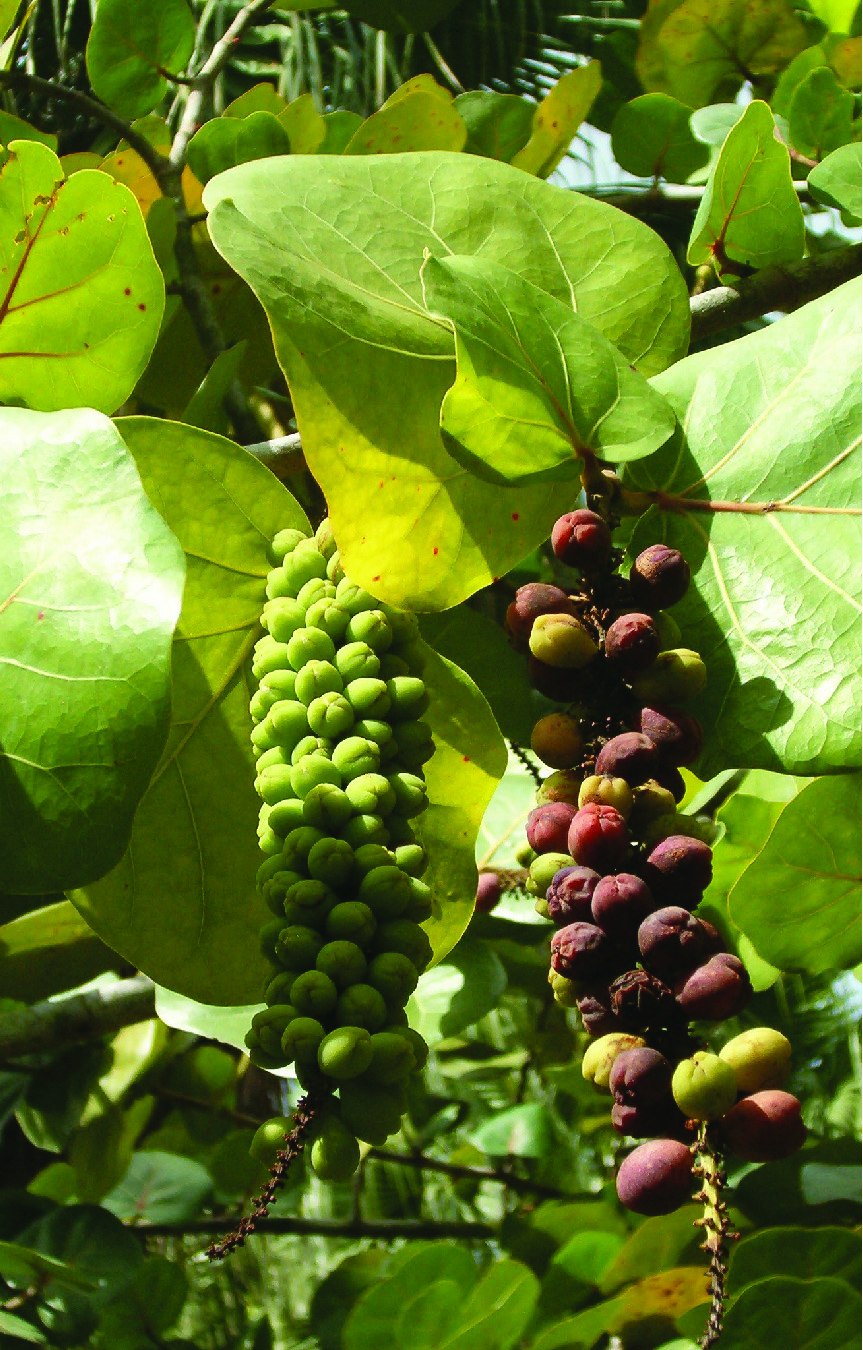 Кокколоба растение