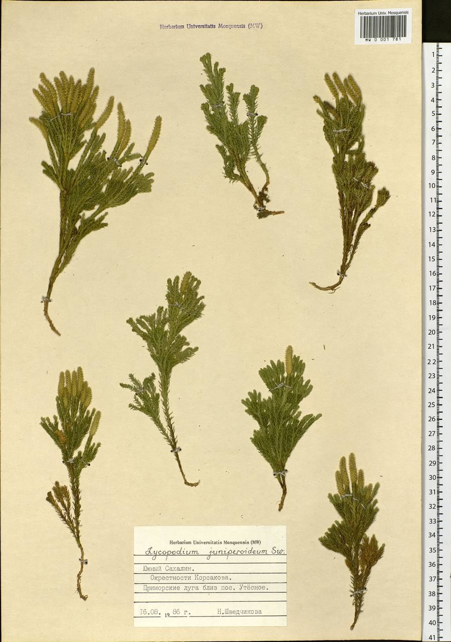 Плаун ликоподий